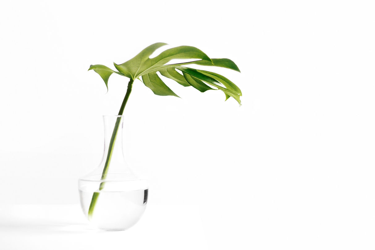 Cheese plant leaf in clear glass vase_ed
