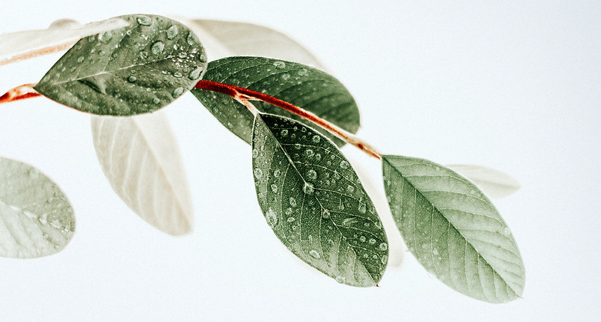 green leaves on white surface_edited.jpg